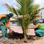 Trabalhadores realizando remoção de muda de coqueiro