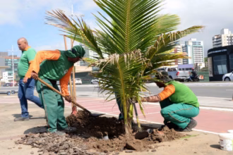 Trabalhadores realizando remoção de muda de coqueiro