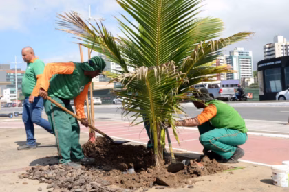 Trabalhadores realizando remoção de muda de coqueiro