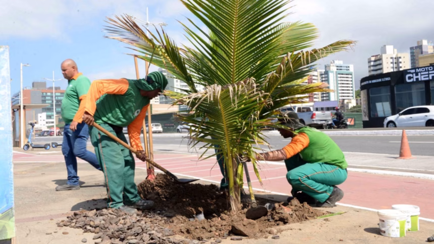 Trabalhadores realizando remoção de muda de coqueiro
